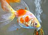 White & Orange Fish_P1170049art